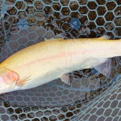 リリーサーを忘れたのでのんびりと ～平谷湖…
